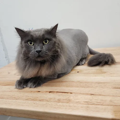 Feline Purfection LLC - Cat grooming in Bellingham