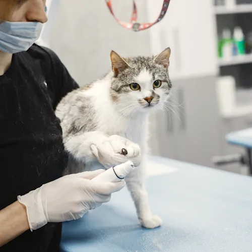 Mad Dawgz Mobile Grooming - Mobile cat grooming in Albuquerque, NM
