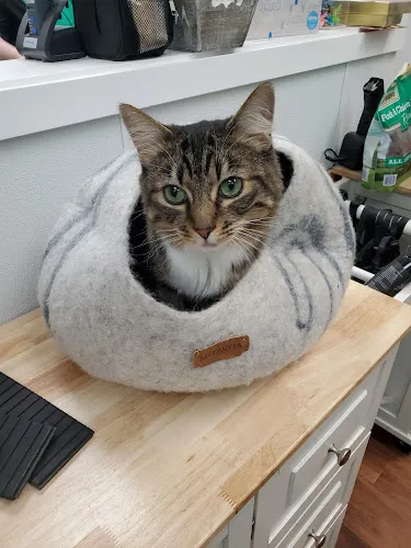 The Wizard of Paws Pet Salon - Cat grooming in Issaquah