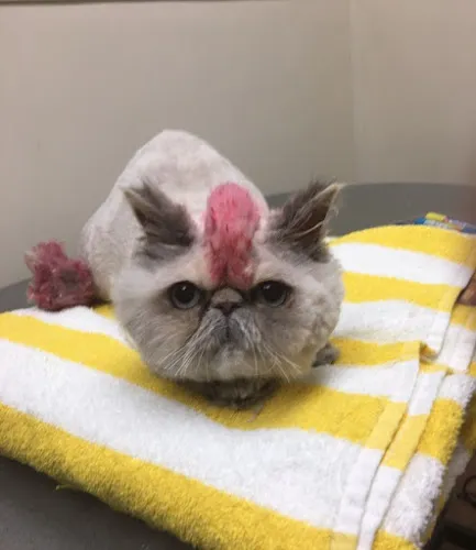 Suzie's Place Pet Grooming - Cat grooming in Wilton Manors