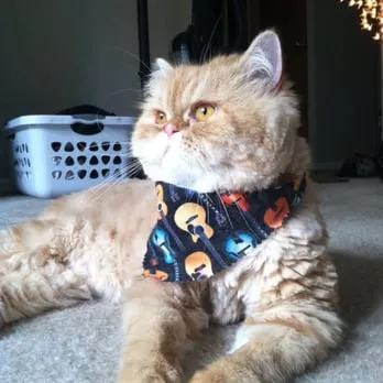 TLC Grooming Clintonville - Cat grooming in Columbus