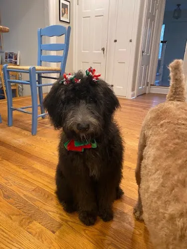 Puppy Love Spa And Boutique LLC - Professional cat grooming in Stratford, CT