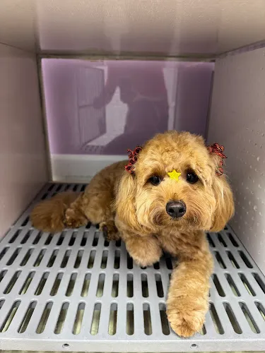 Bubbles & Clips 2 Pet Grooming - Cat grooming in Jensen Beach