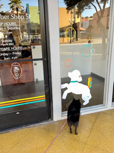 Pawber Shop - Professional cat grooming in San Francisco, CA