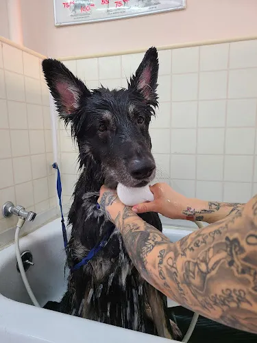 Chris' K-9 Clippery - Professional cat grooming in Canyon Country, CA