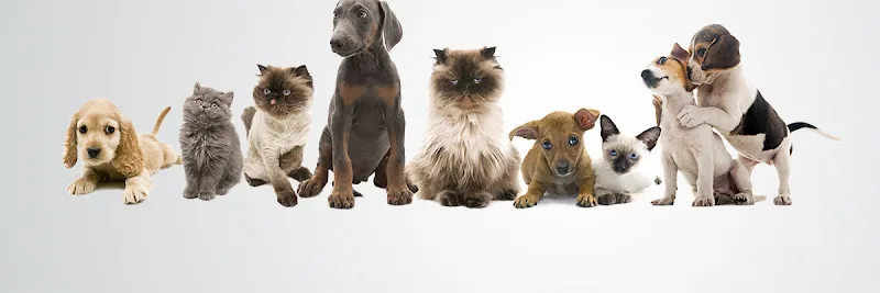 Aprils Pet Grooming - Cat grooming in Spring Hill