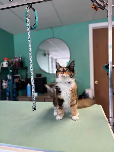 Biggs And Littles Pet Spa - Cat grooming in Lockport