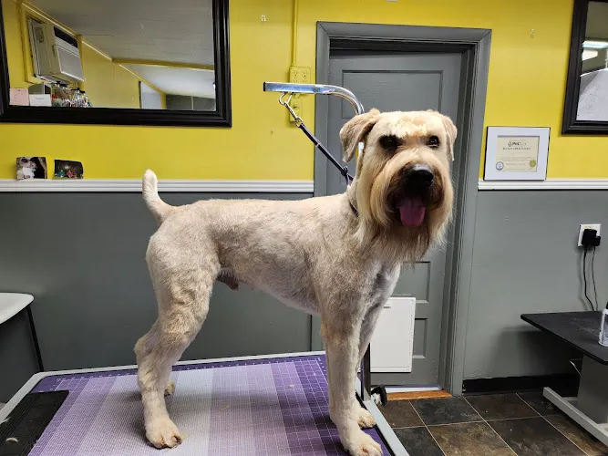Pride & Groom, LLC - Mobile cat grooming in Sheridan, WY