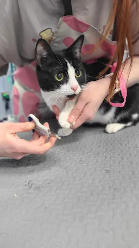 Blue Paw Pet Spa - Mobile cat grooming in Buchanan, MI
