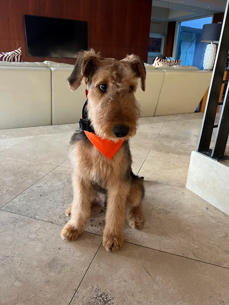 Besties DogSpa - Cat grooming in San Diego