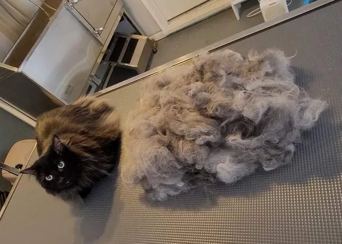 The Golden Rule Pet Grooming - Cat grooming in Carlisle