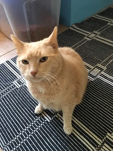 FurryPaws Grooming - Cat grooming in Lewistown