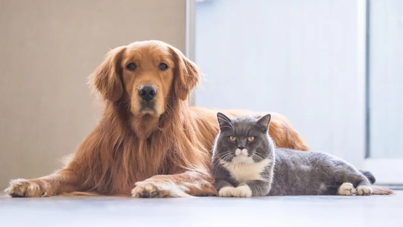 Paradise Pet Suites - Cat grooming in Elkhorn