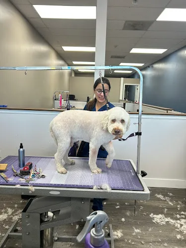 Nina's Stylish Pets - Professional cat grooming in Punta Gorda, FL