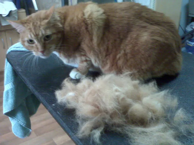 Premier Pet Salon - Professional cat grooming in Plymouth, MN