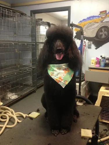 C3 Grooming LLC - Cat grooming in Little Hocking