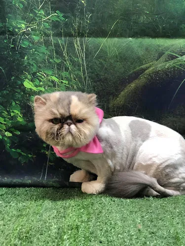 Paws & Claws Pet Spa and Grooming - Mobile cat grooming in Belfast, ME