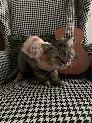 Groomin Tyme - Cat grooming in Phoenix