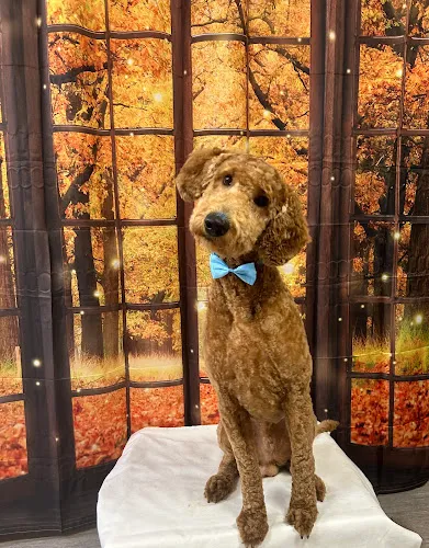 All The Dogs Grooming & Training - Cat grooming in Morganton
