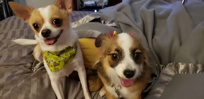 Classy Clippin' Dog Grooming - Professional cat grooming in Waipahu, HI