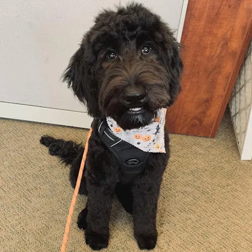 Good Vibrations Grooming - Cat grooming in Port Orchard