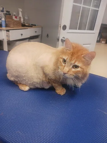 Bark Bath & Beyond Pet Grooming - Cat grooming in Apache Junction