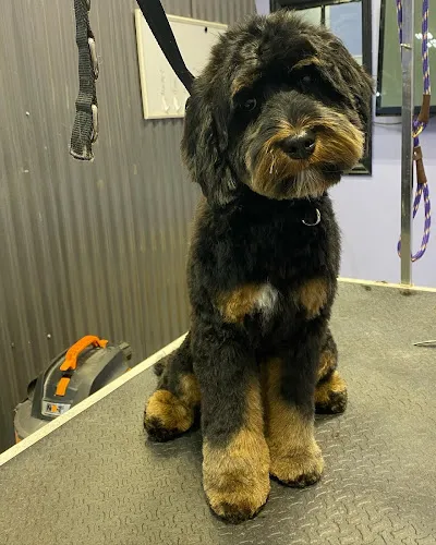 LexiDog on Macadam - Professional cat grooming in Portland, OR