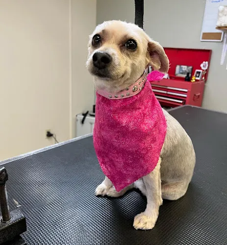 Scooby Do's Pet Grooming - Cat grooming in Tempe