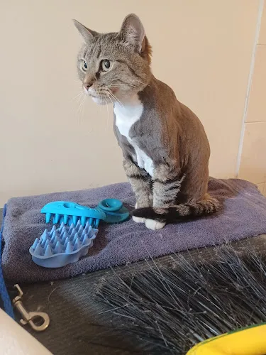Pioneer Pet Grooming - Cat grooming in Bountiful