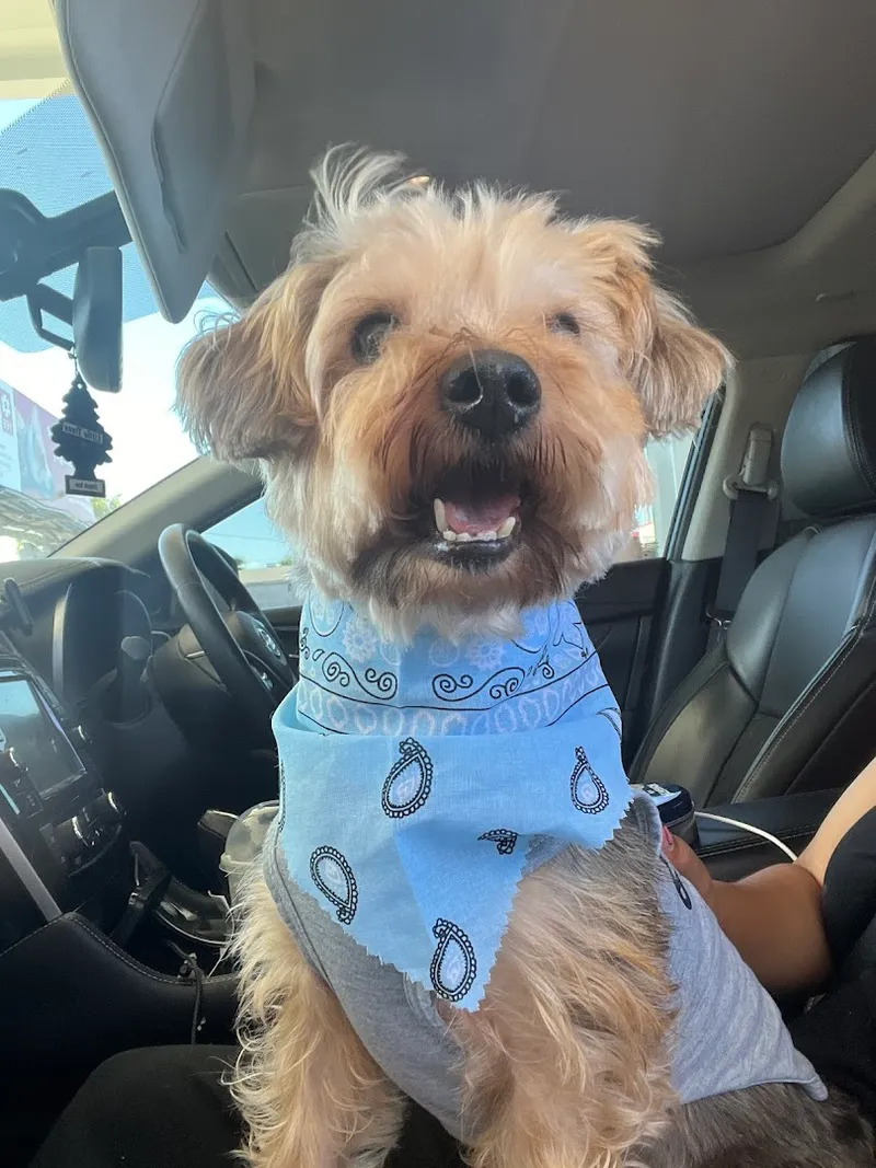 Urban Whiskers Pet Grooming - Cat grooming in San Diego