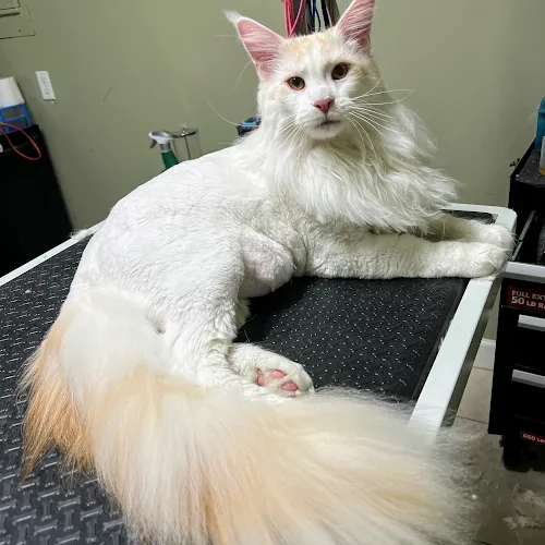 Bubbles & Clips Pet Grooming - Cat grooming in Port St. Lucie