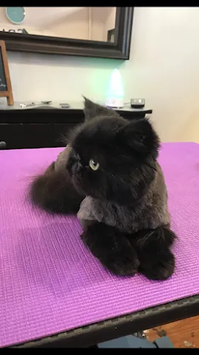 Happy Tails Holistic Pet Grooming - Professional cat grooming in Brooklyn, NY