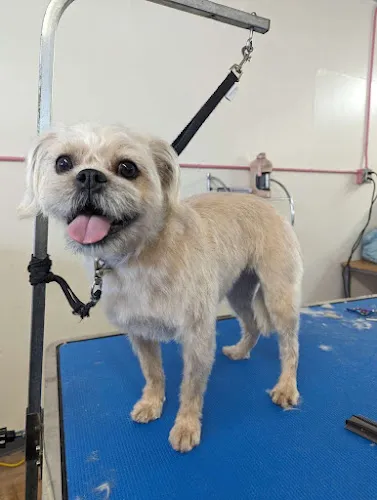 Mr. Pups Pet Care - Cat grooming in Seattle