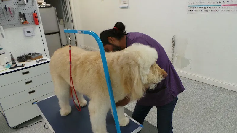 Cali's Pet Grooming - Cat grooming in Mission Viejo