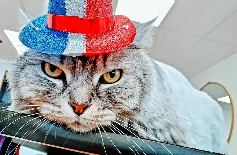 Four Paws Pet Spa - Professional cat grooming in Franklin, TN