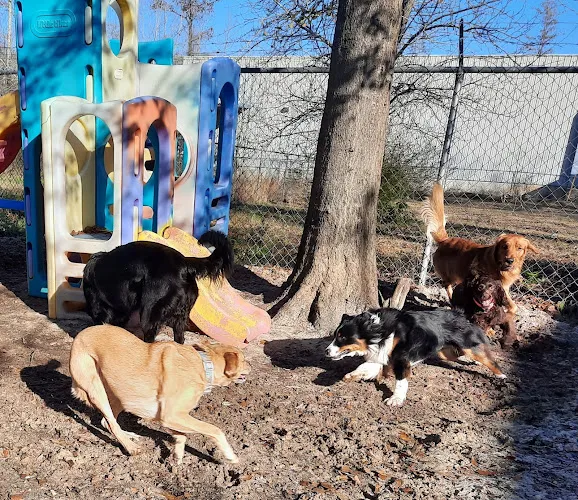 Bobbi's Barks and Bubbles - Cat grooming in Dothan