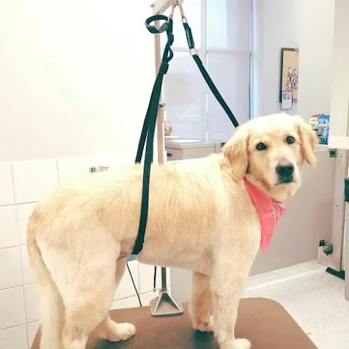 Groomingdale's Pet Spa - Cat grooming in Easton