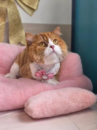 Simba's Pet Grooming - Cat grooming in Pasadena