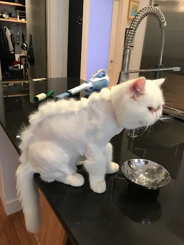 The Pet Maven: house call pet grooming and cat sitting - Mobile cat grooming in New York, NY