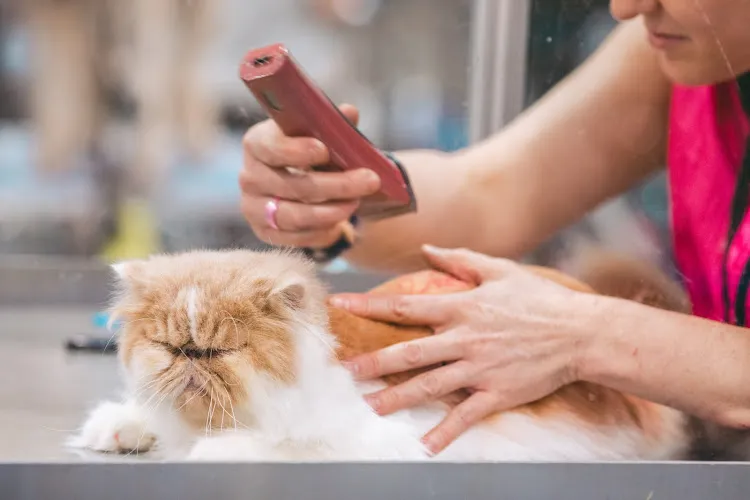 Hello Bestie Pet Services - Cat grooming in Covina