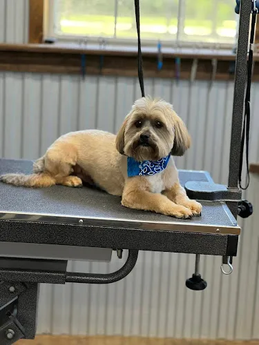 The Paw Haven - Professional cat grooming in Grant, LA