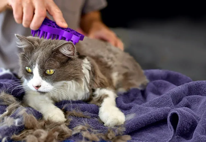 The Cat's Meow Grooming & Suites - Cat grooming in Richfield