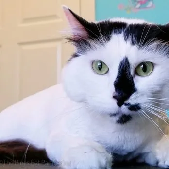 The Pines Pet Pampering - Cat grooming in Joshua
