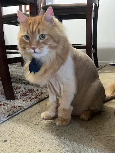 Mobile Pet Grooming Honey Pets - Cat grooming in Davie
