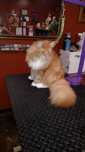 Animal House Pet Spa - Cat grooming in Weaverville
