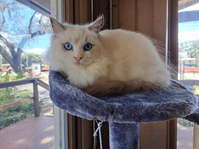 Willow's Groomer - Cat grooming in Oviedo