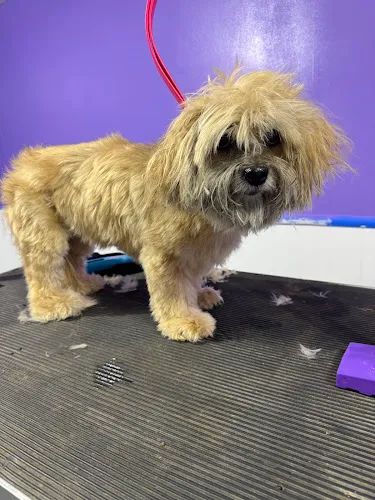 North Branch Pet Grooming - Professional cat grooming in North Branch, MN