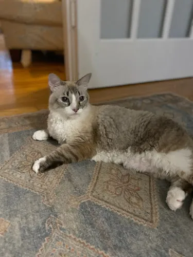 Magic Pet Parlor LLC - Cat grooming in Winter Haven