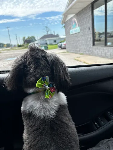 Sudzy Puppy Pet Grooming - Professional cat grooming in Kawkawlin, MI