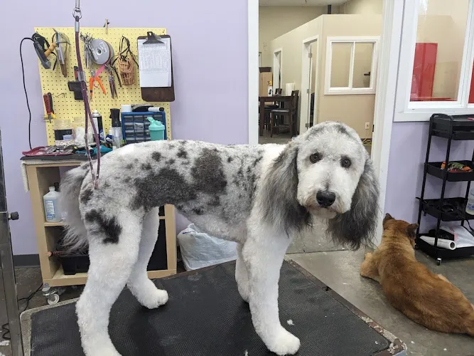Dogs Day Out Grooming - Cat grooming in Chandler